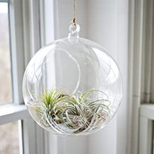Load image into Gallery viewer, Hanging Glass Terrarium