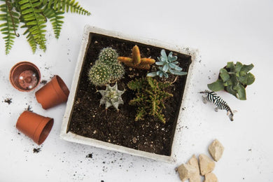 DIY Succulent House Planter KIT - Rustic Wood Box- includes soil, moss, drainage stones and tool kit
