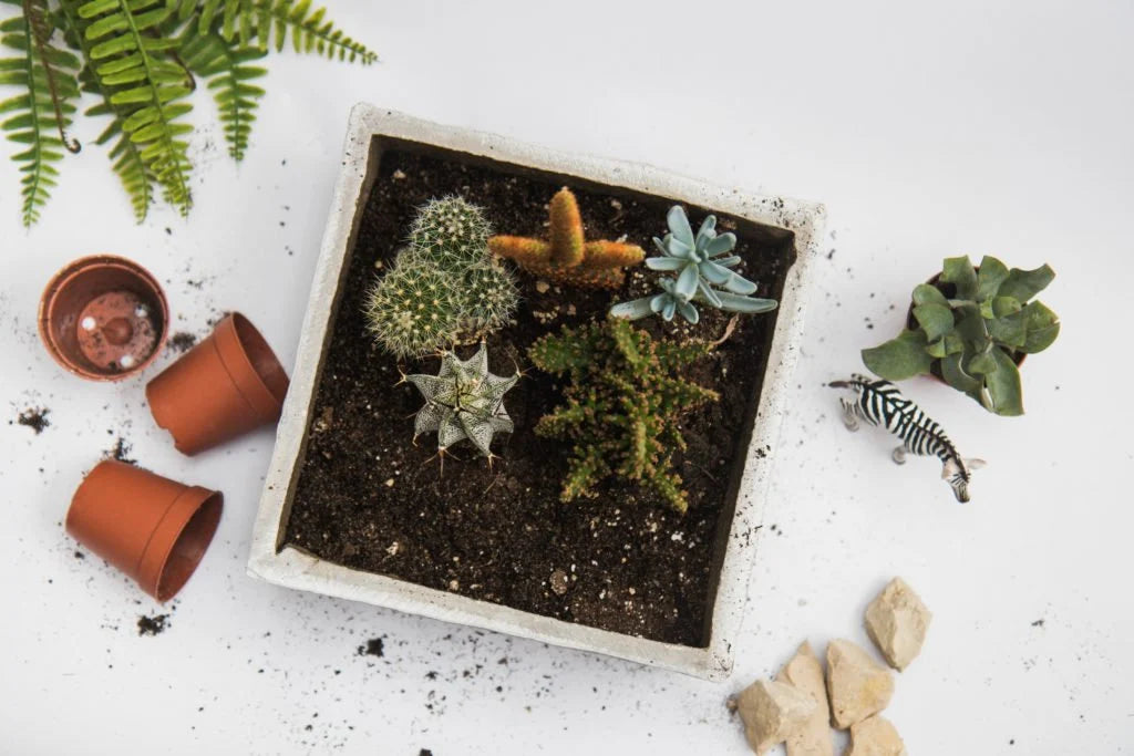 DIY Succulent House Planter KIT - Rustic Wood Box- includes soil, moss, drainage stones and tool kit